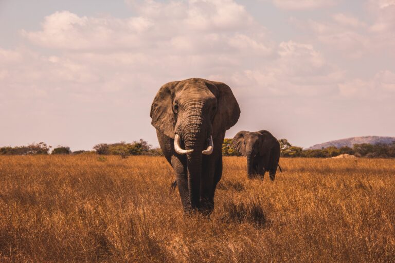 Matriarchal Mastery: Life and Business Lessons from Elephants